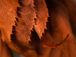 © Giovanna Graf - macro of autumn leaves