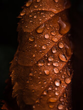 Macro Of Autumn Leaf With Water Drops