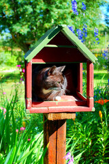 Sticker - Vertical shot of a black cat hiding from the sun in a tiny house