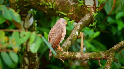 Wall Mural - roadside hawk - rupornis magnirostris relatively small bird of prey found in the americas, marginall
