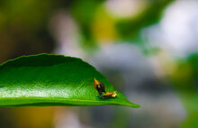 Rare Photography, Caterpillar Hood Up To Look Like A Snake. Macro Photo Of A Caterpillar With Black And Yellow Striped Body. Small Caterpillar Devouring A Green Leaf On A Sunny Day.