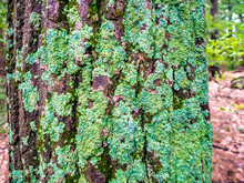 Tree Trunk Covered With Green Lichen And Moss In The Fall