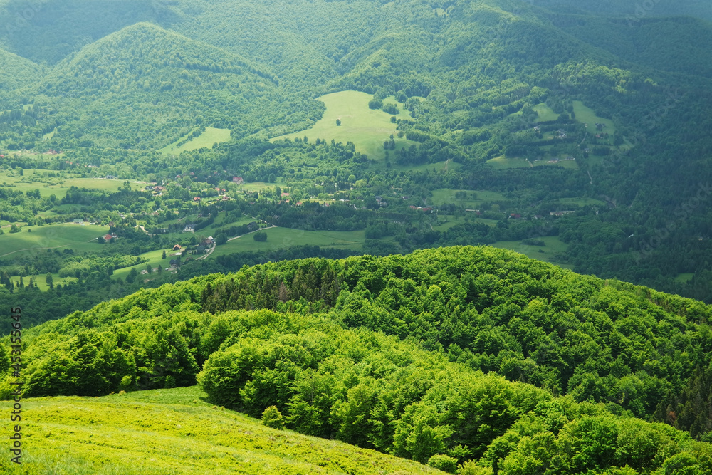 dzikie-lasy-w-bieszczadach-stock-photo-adobe-stock