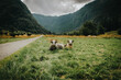 Flock of Norwegian sheep in pasture field below the mountains