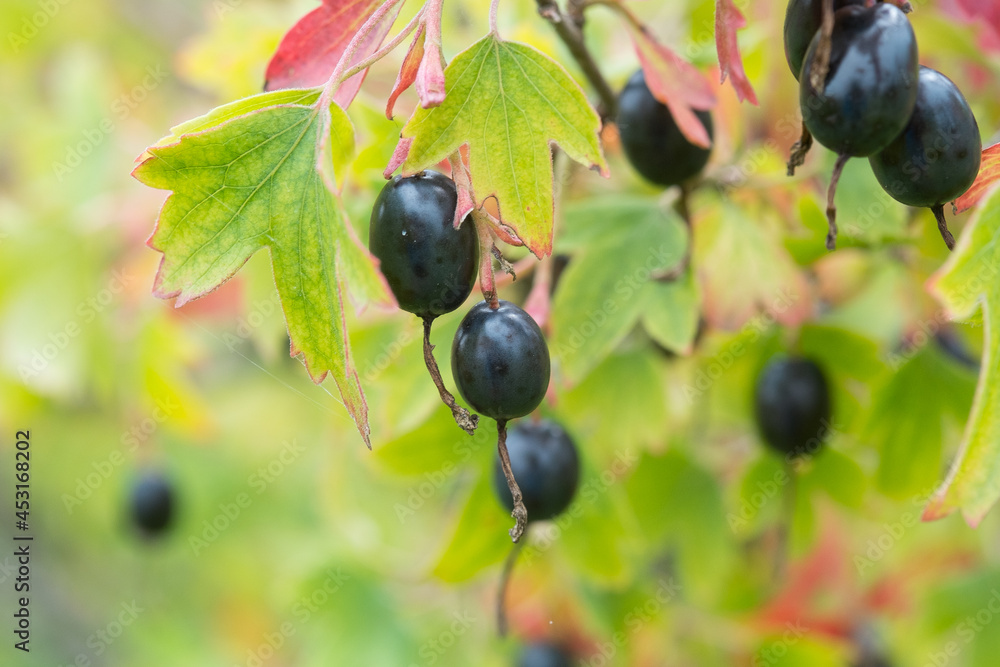 Foto Golden currant (Ribes aureum) with ripe fruits. clove currant ...