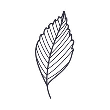 Hand Drawn Autumn Speckled Alder Leaf Contour Or Outline Vector Illustration