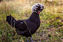 White Crested Black Polish Chicken Hen In Field