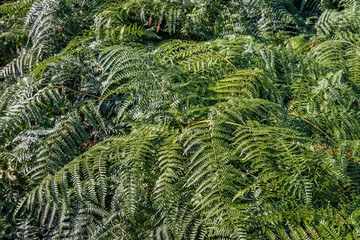 Wall Mural - Closeup of many male fern plants in a Dutch forest on a sunny summer day.