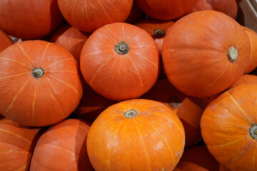 Canvas Print - Closeup shot of a pile of fresh pumpkins