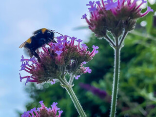 Poster - Macro view of a bee sitting on the pink petals of the flower in the garden on a blurry background