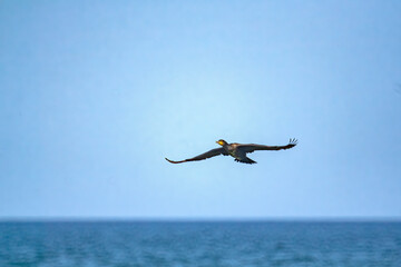 Sticker - Black cormorant flying above the sea