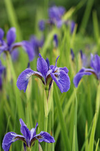 Blue Siberian Flag Iris Flowers In Close Up