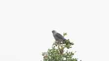Beautiful Mississippi Kite Sitting On Top Of An Oak Tree On A Windy, Overcast Day, Holding On To The Branch And Balancing As The Wind Pushes It