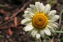White Daisy With Yellow Centre And Rain Drops In Close Up