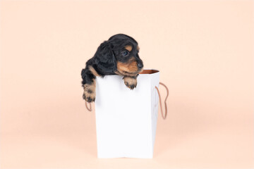 Wall Mural - One bi-colored and blonde longhaired  Dachshund dog pup in a shoppingbag isolated on a beige background