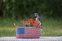 American Flag Planter Free Stock Photo - Public Domain Pictures