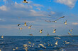 Clouds, see end birds 