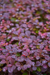 Wall Mural - The bright red berries of a Red Japanese Barberry shrub. Berberis thunbergii fatropurpurea. Shot after rain