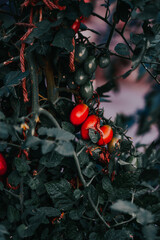 Poster - Vertical shot of growing cherry tomatoes in a kitchen-garden