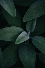 Sticker - Vertical shot of blooming sage leaves