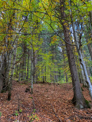 Canvas Print - Beautiful view of high green trees in the forest