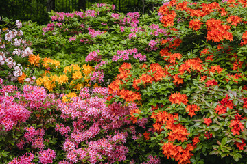 Poster - Close up on a mix of vaierty of Rhododendron flowers