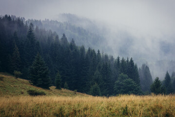 Sticker - Forest seen from Puchaczowka mountain pass in Sudetes mountains in Poland