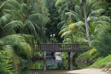 Bridge over creek in tropical jungle