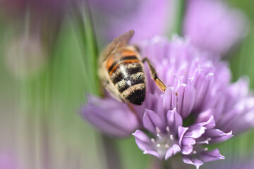 Poster - Closeup shot of a bee sitting on a blooming purple flower