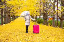 Asian Woman Tourist Walking With Pink Luggage Looking At Beautiful Yellow Ginkgo Leaves Falling Down During Autumn In The City At Public Park. Japan Outdoor Travel Vacation And Season Change Concept