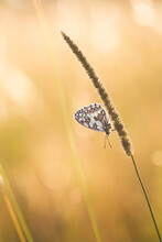 Macro Shot Of A Little Butterfly Surrounded By Golden Sunset Light