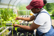 © Creative Flame - Female farmer planting seedlings in greenhouse