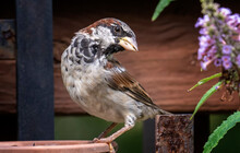 Sparrow On The Backyard Deck