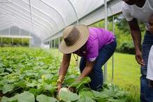 Female Farmer Inspecting Vegetables In Greenhouse