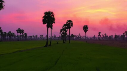 Wall Mural - Aerial view of Dong Tan trees in green rice field in national park at sunset in Sam Khok district in rural area, Pathum Thani, Thailand. Nature landscape tourist attraction in travel trip concept.