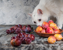 White Cat Sniffing Plums Of Red And Honey Varieties