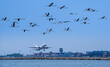 © cesaresent - flamingos flying over the airport while a plane takes off