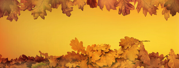 Wall Mural - orange autumnal background with leaf of oak tree