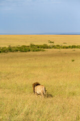 Sticker - Male Lion walks away on the savanna in Masai Mara national reserve