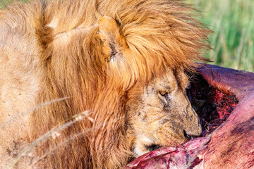 Poster - Male lion eating from a kill in the African savannah