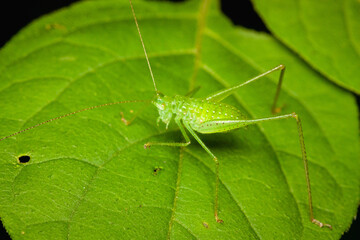 Sticker - Selective focus shot of green bush cricket on leaf