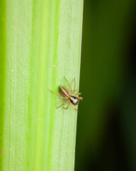 Sticker - Funnel weaver spider on grass blade in the meadow