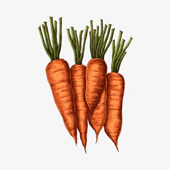 Wall Mural - Fresh organic carrots drawing vector