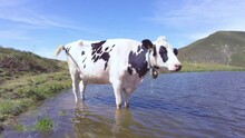 A Black White Speckled Cow