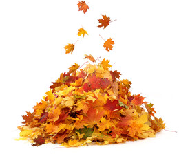 Wall Mural - pile of autumn maple colored leaves isolated on white background.