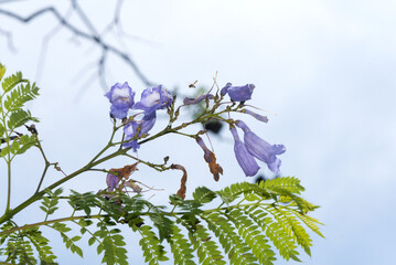 Wall Mural - Flower  Jacaranda in Guatemala, Jacaranda mimosifolia