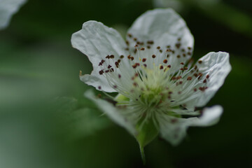 Sticker - Close-up of a white flower of Rubus caesius ( blackberry ) with an expansive calyx