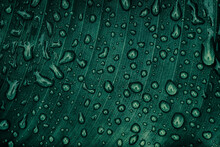 Water Drops On Palm Leaf Surface