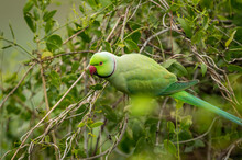 Rose Ringed Parakeet Or Ring Necked Parakeet A Parrot Portrait From Keoladeo National Park Or Bharatpur Bird Sanctuary Rajasthan India - Psittacula Krameri