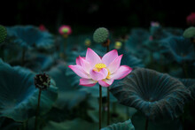 Lotus Flower And Bee